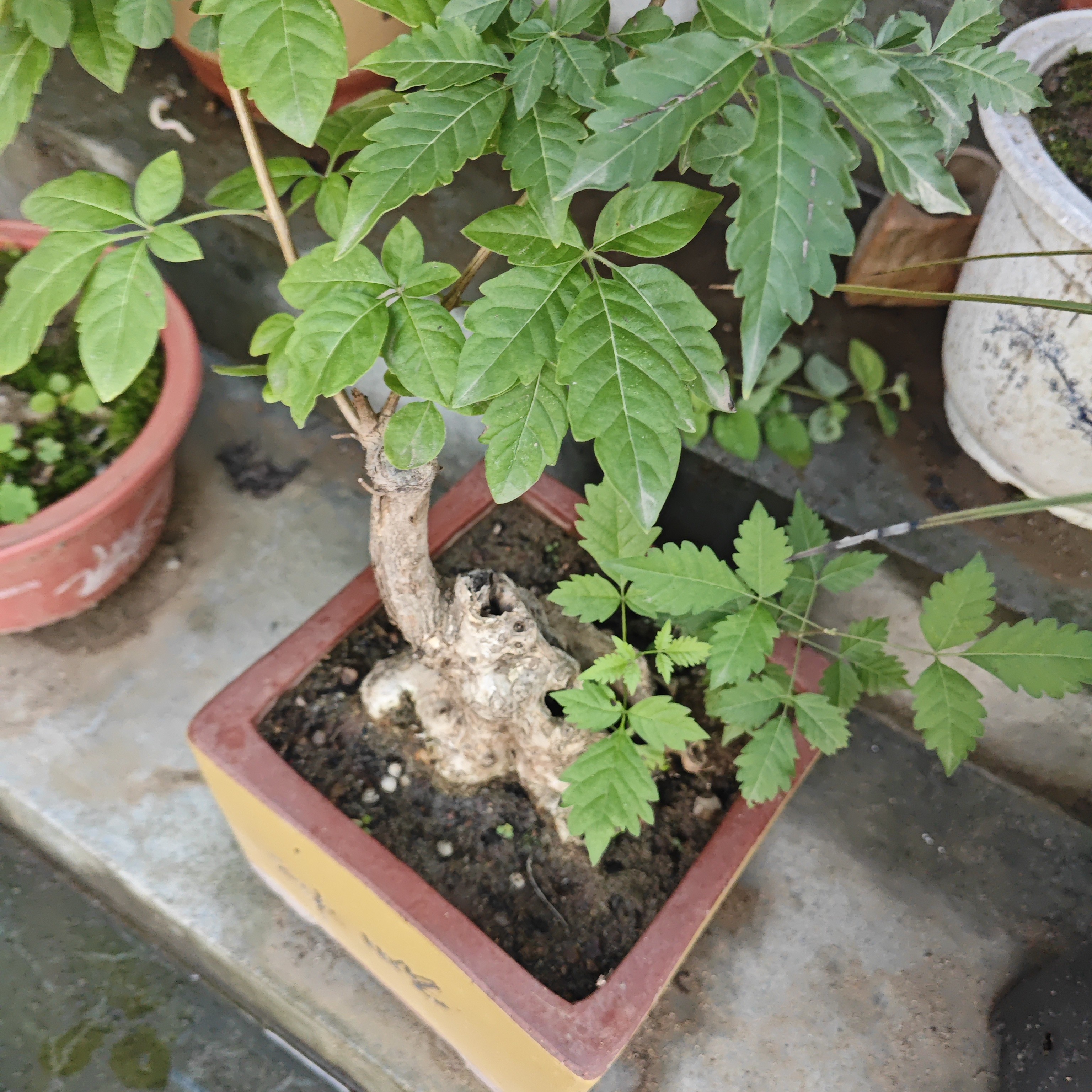 一物一拍，不银杏树黄栌盆景室内植物