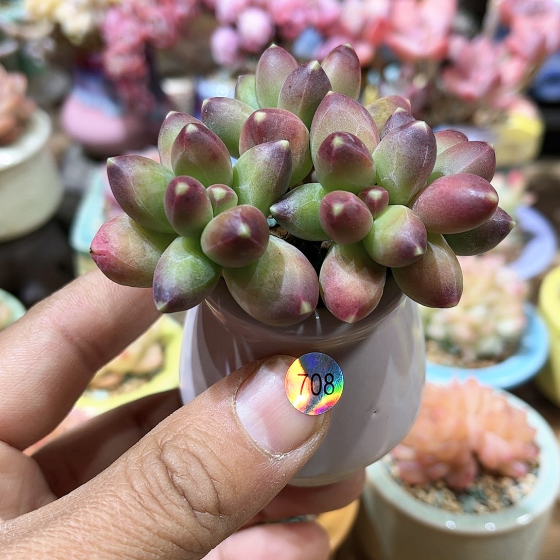 千代田 含盆含土发货 30包邮偏远除外