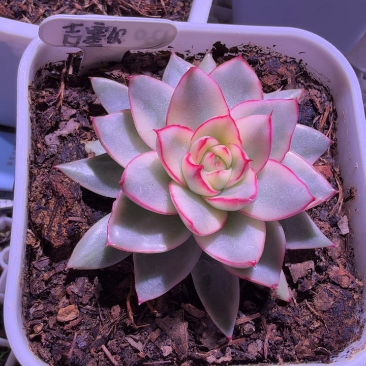 吉赛尔锦多肉植物