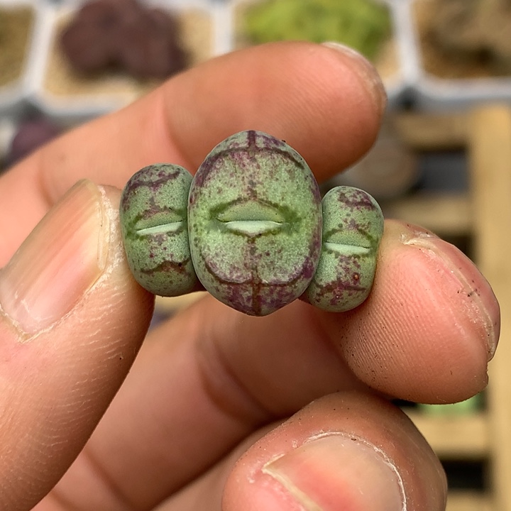 精品多肉植物3头嘴猴脸