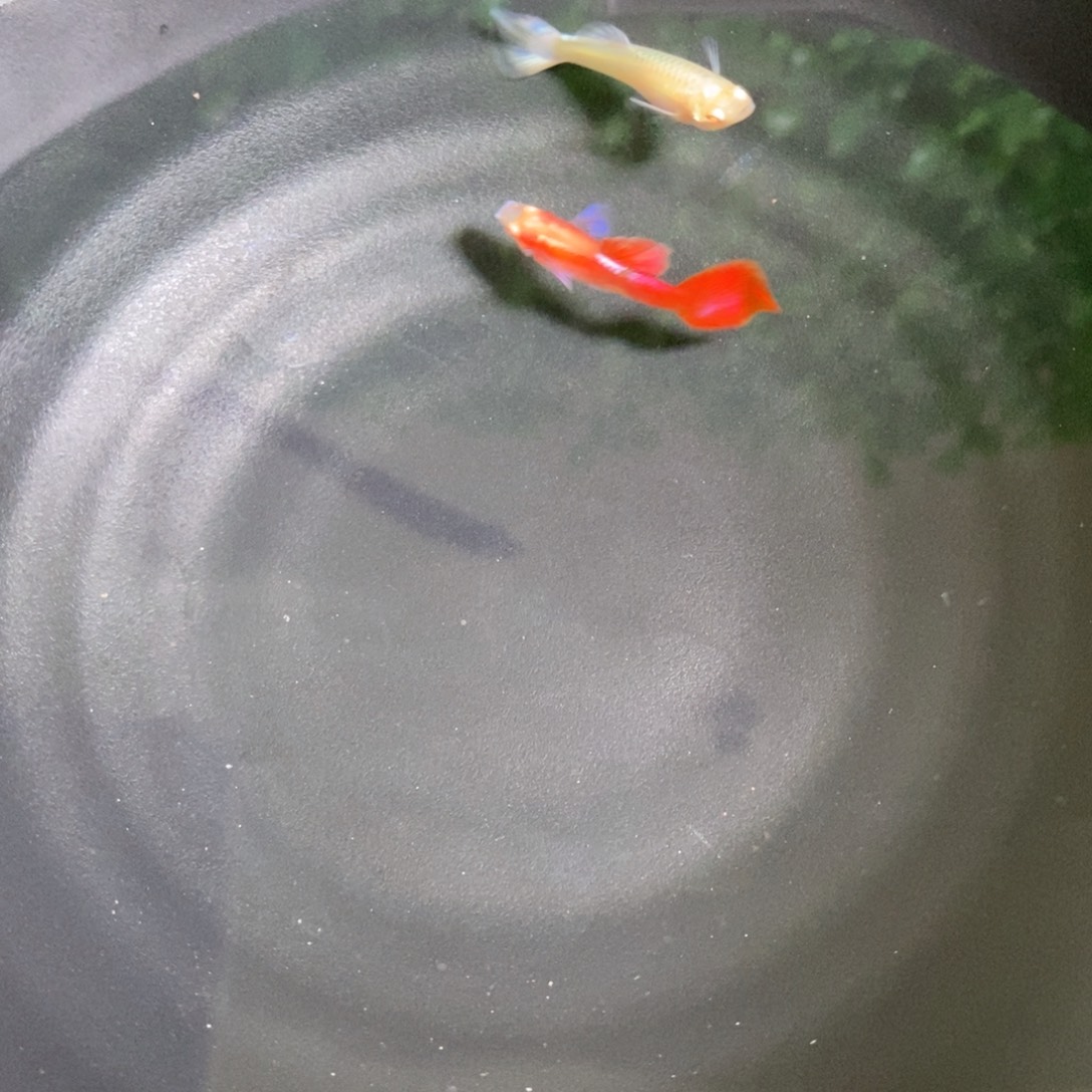 孔雀鱼霓虹大耳一对