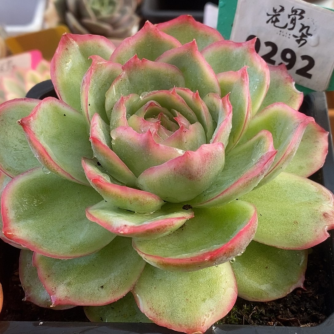 292侧心影玫瑰哈哈哈哈