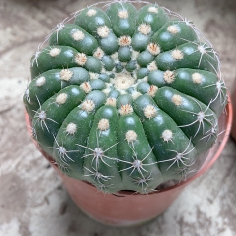 选美玉仙人球5米仙人球