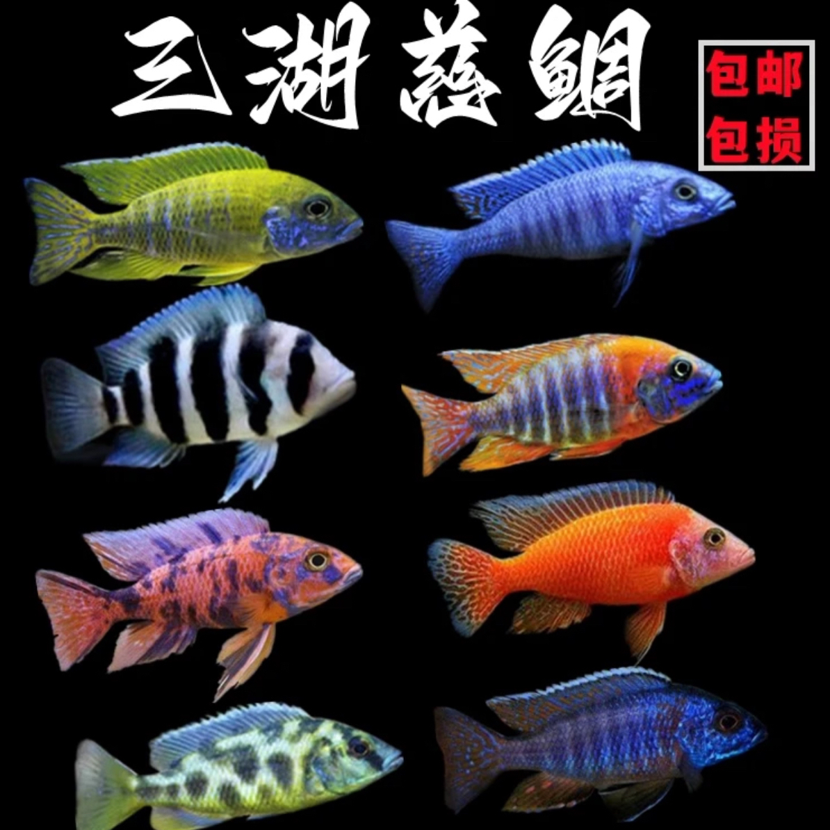 三湖慈鲷热带淡水观赏鱼适合新手好养活皮实耐造自然发色颜色齐全