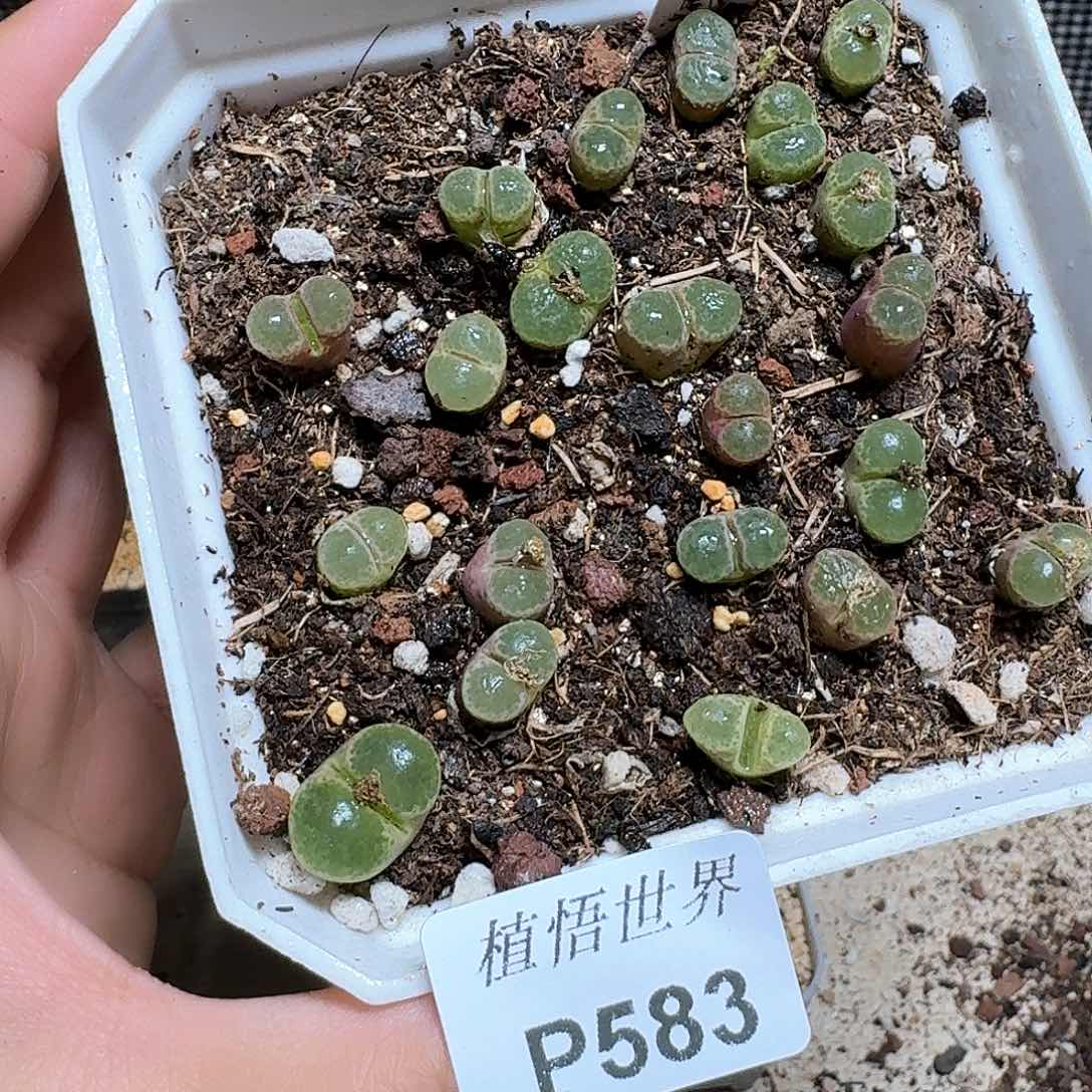 583盒多肉植物哇cv