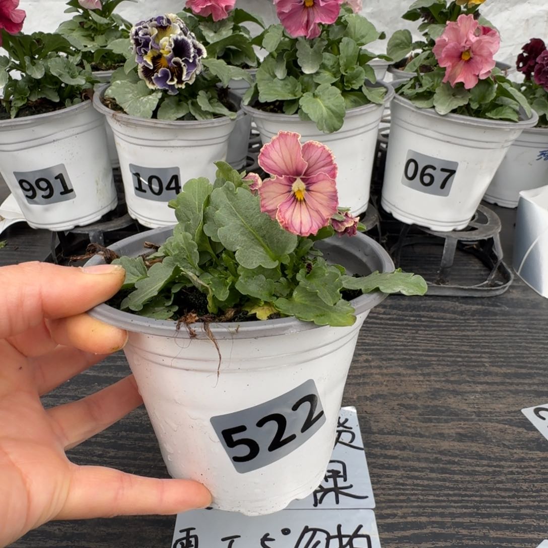 全部花朵522号心跳