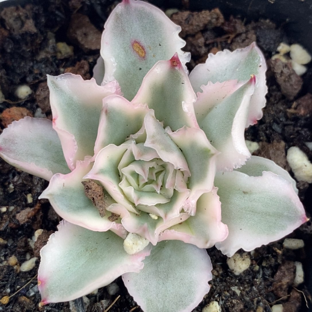 586紫蝴蝶锦单头带根