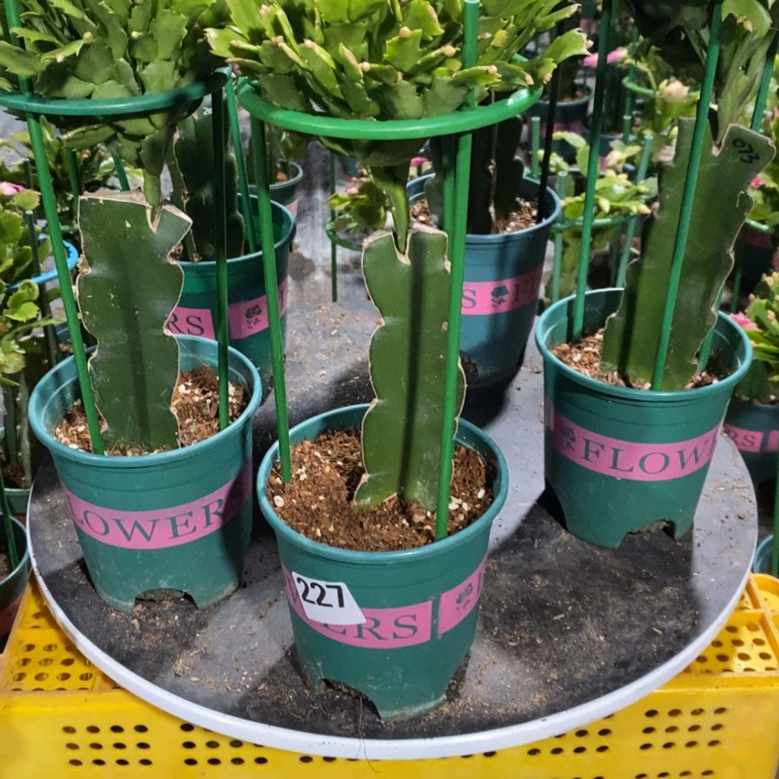 【闪购商品】无花朵快***?227嫁接066