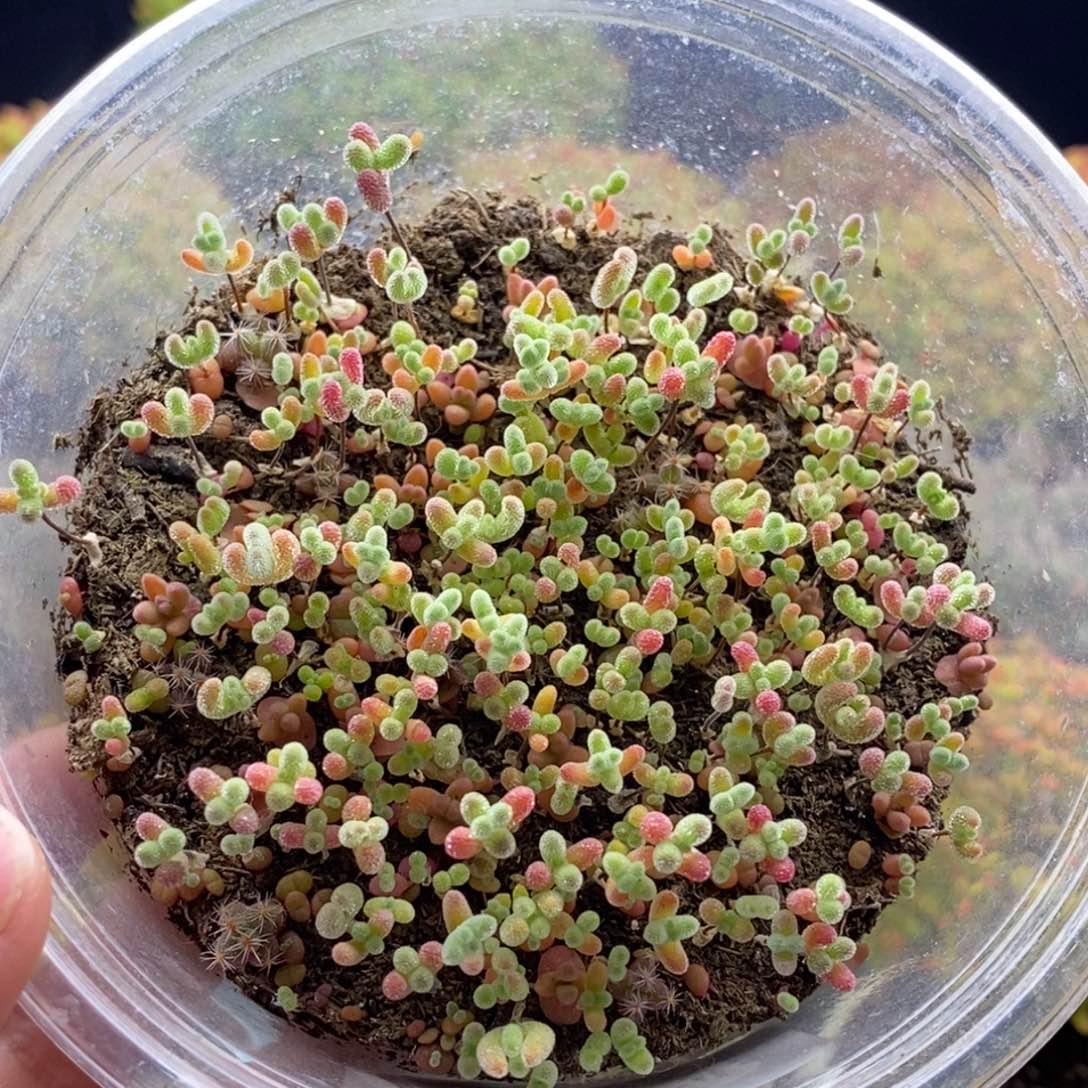 718切糕混合 。       