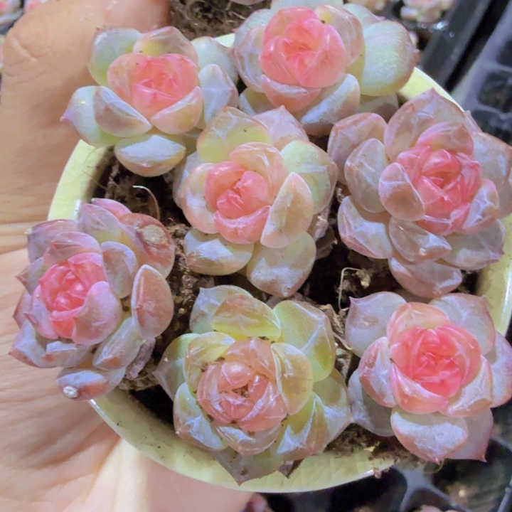 风花雪月优选体三颗一组