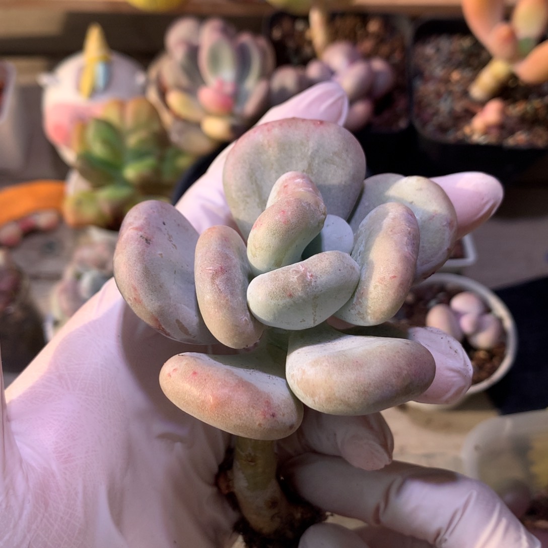 油煎奶酪多肉，油煎奶酪