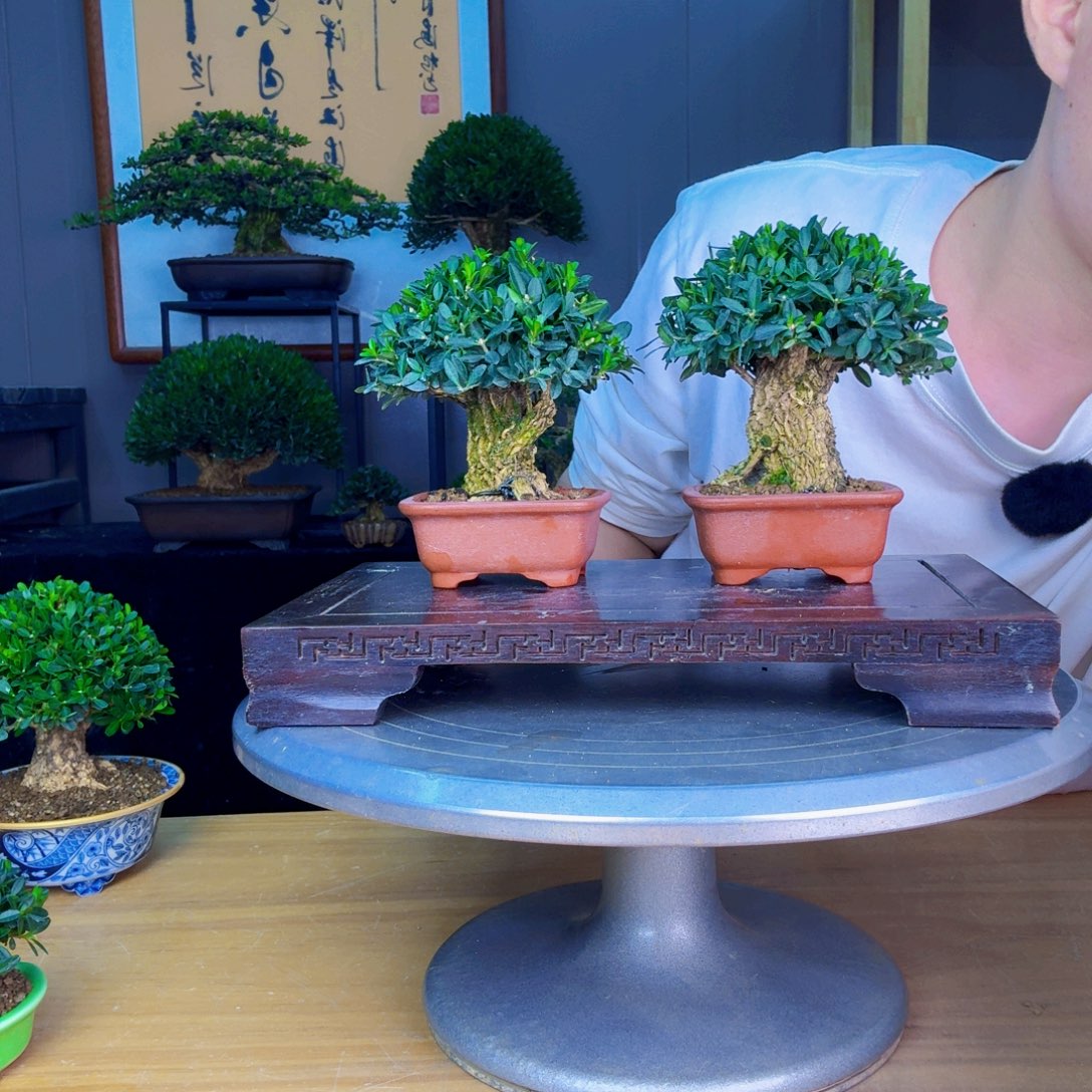 路***羔无花朵凤尾黄杨 黄杨盆景