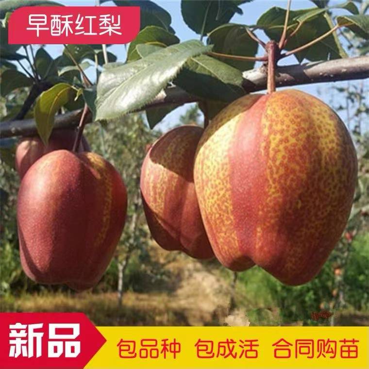 红花系列/红香酥，彩虹梨，品种对版，带叶带土发货，好成活