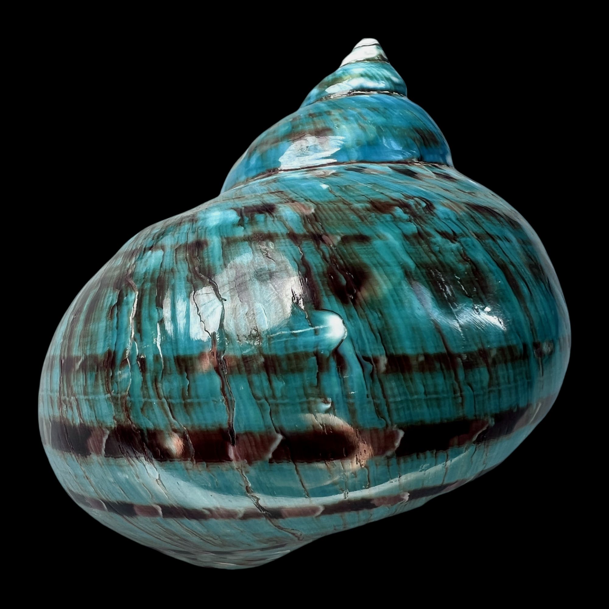 【帝王螺杯（特大！精品）】92mm 赠1串杯托 天然贝壳 A9