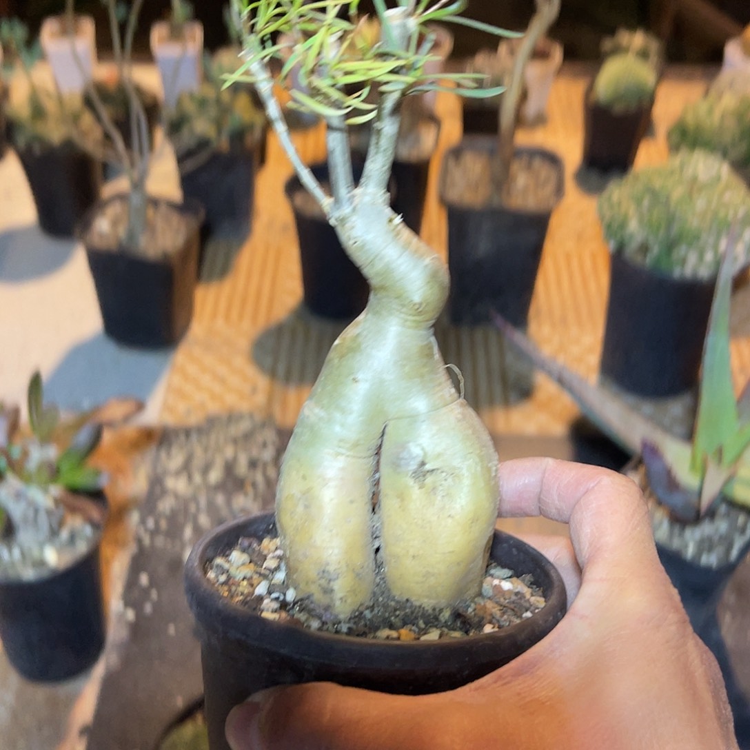 实生柳叶麒麟块根一物一拍