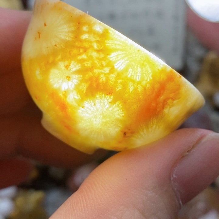 颈饰未镶嵌硅化珊瑚（珊瑚玉）