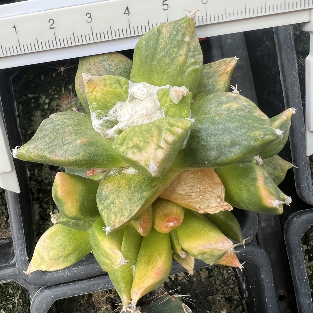 0309号草球苗接怒涛牡丹，辛顿牡丹，黑牡丹，各种牡丹锦，一物一拍