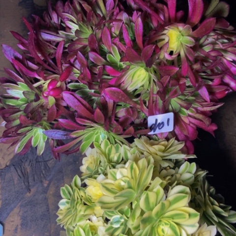 天河砍头朵朵迈巴赫砍头朵朵多肉01多肉