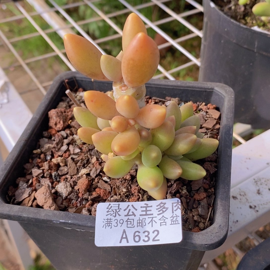 芒果奶老桩7cm632多肉植物