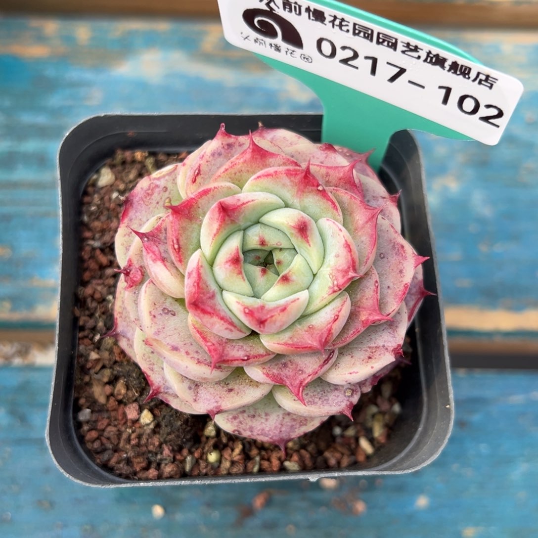 从前前慢多肉精选编号0217.102