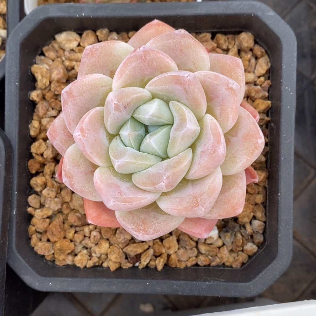 精品多肉一物一拍不包整153