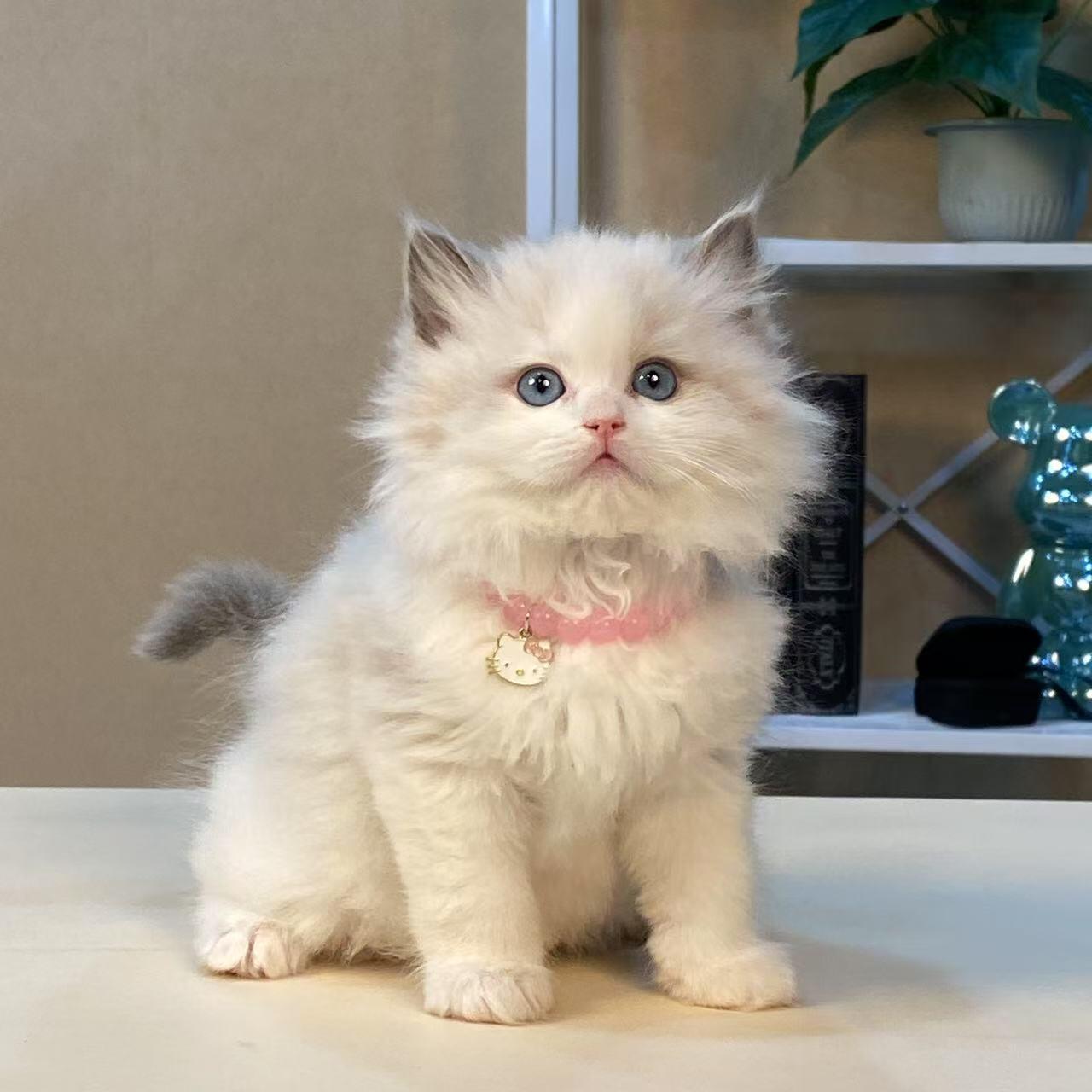 （领养猫咪送猫上门）猫咪活体布偶猫金渐层蓝金渐层缅因猫英短猫