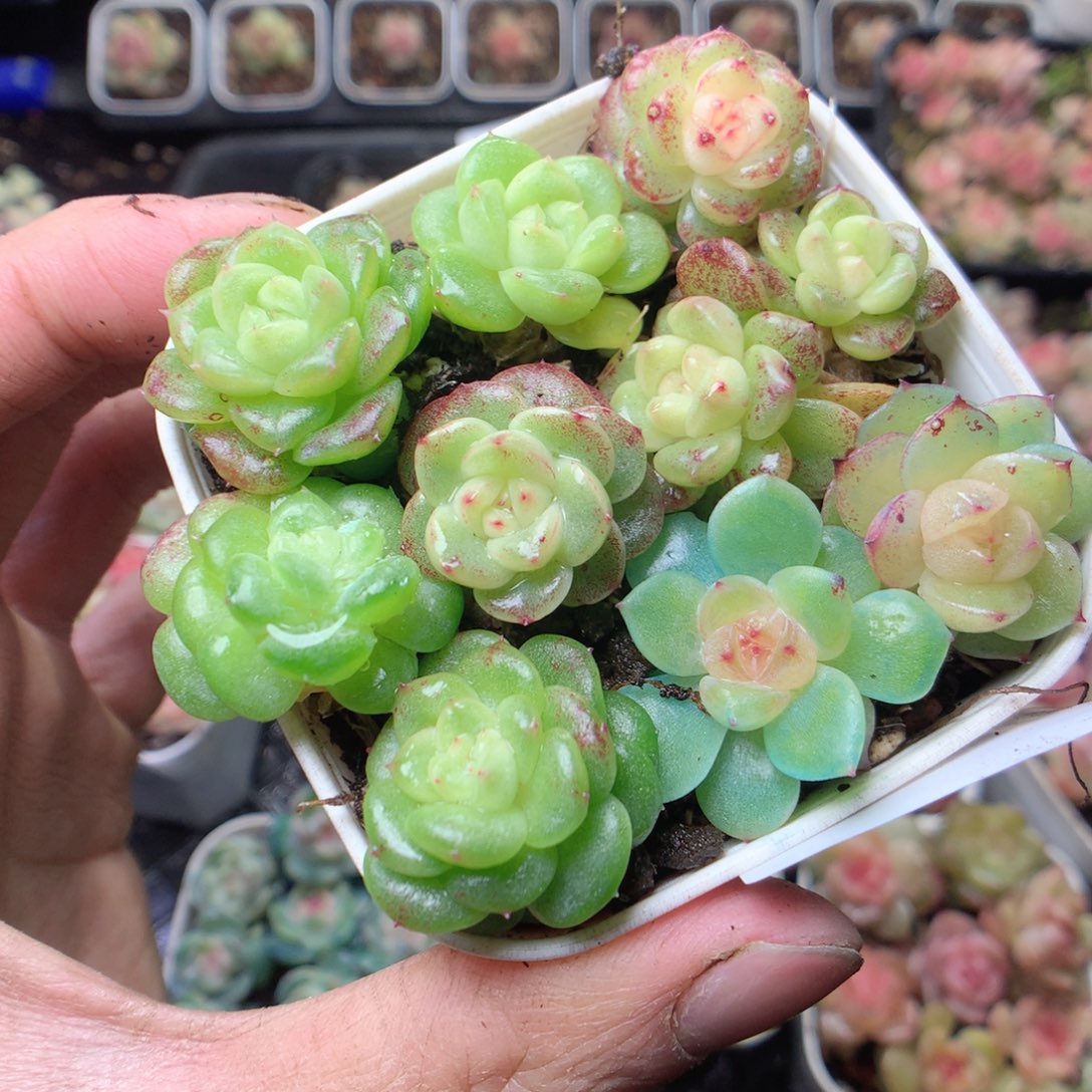 无花朵Q70。yyyyuuuy