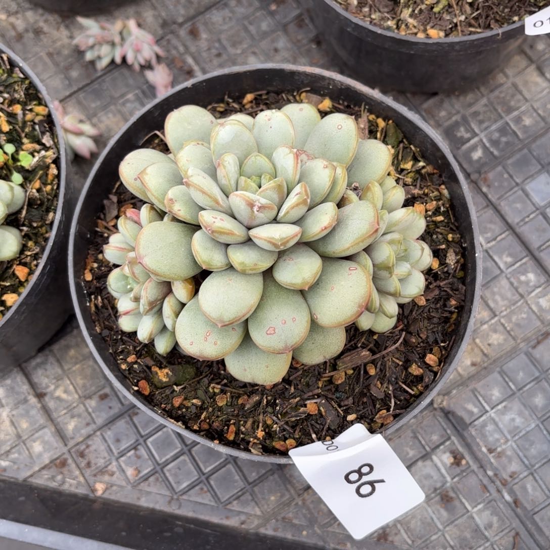 同温层多肉86葡萄