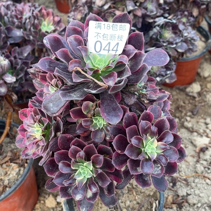 044金丝雀小手捧1法师