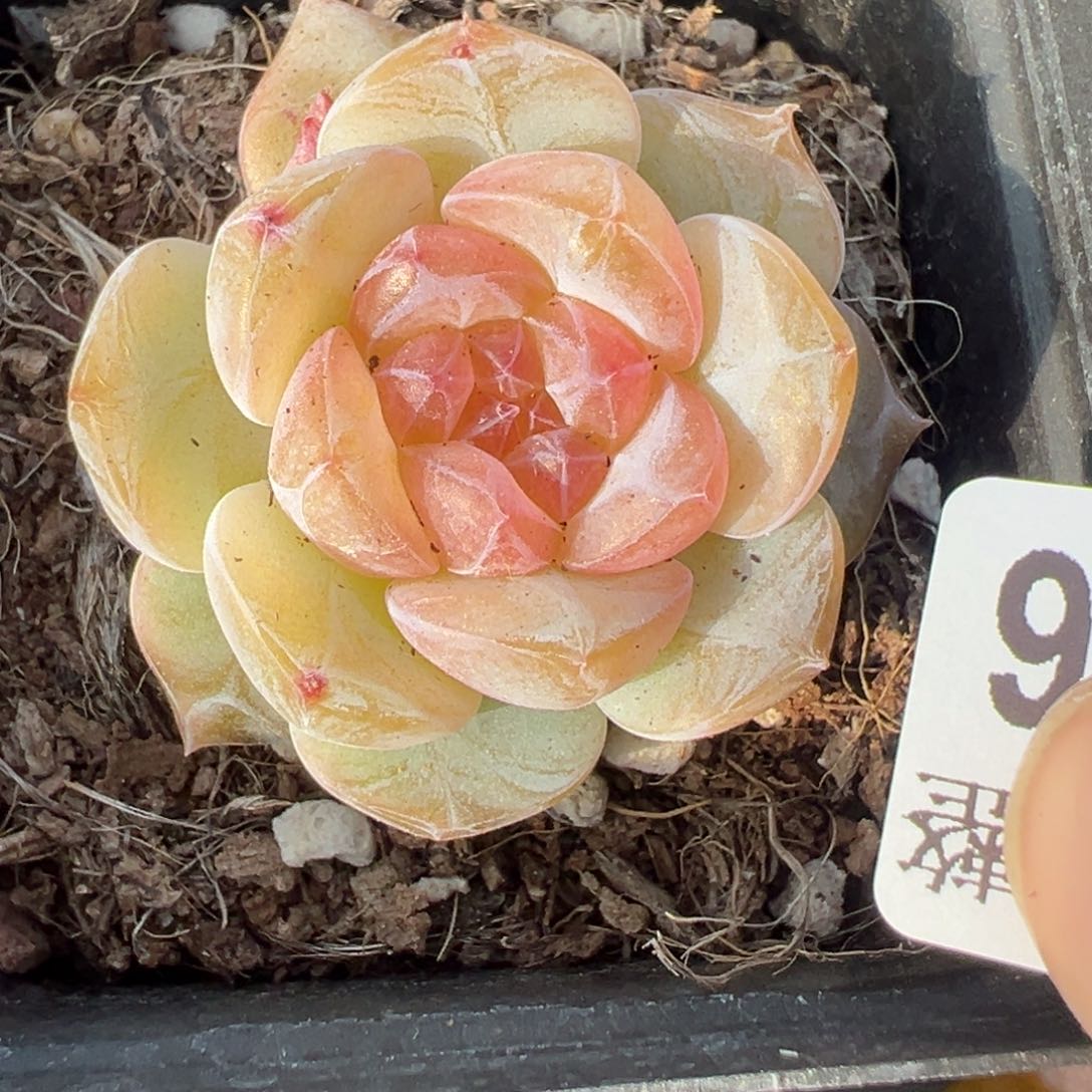 小卡拉米糖心一物一拍16-56