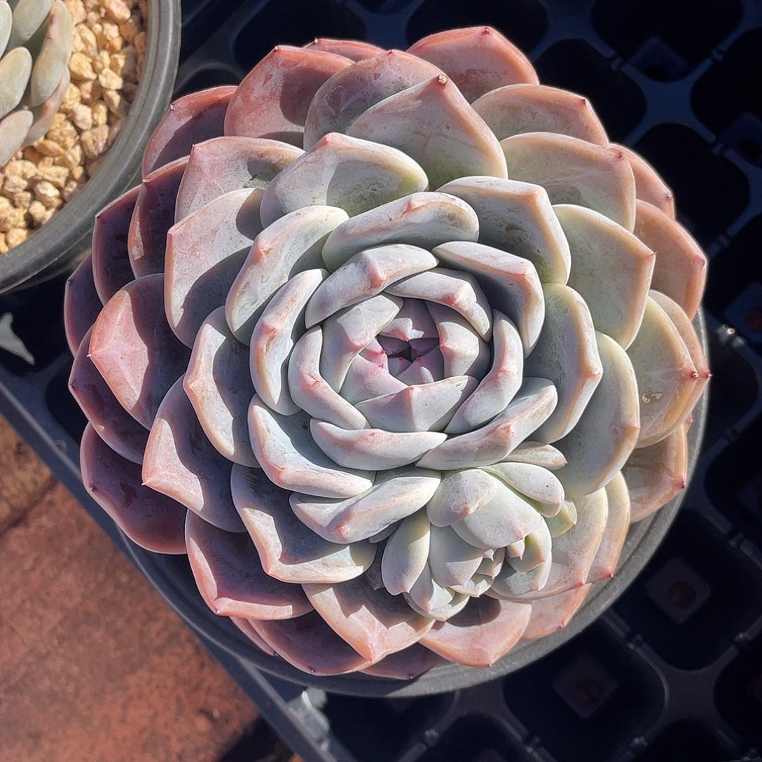 冰玉杂交一颗一物一拍