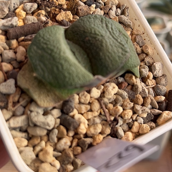 622脱土发货1111111111