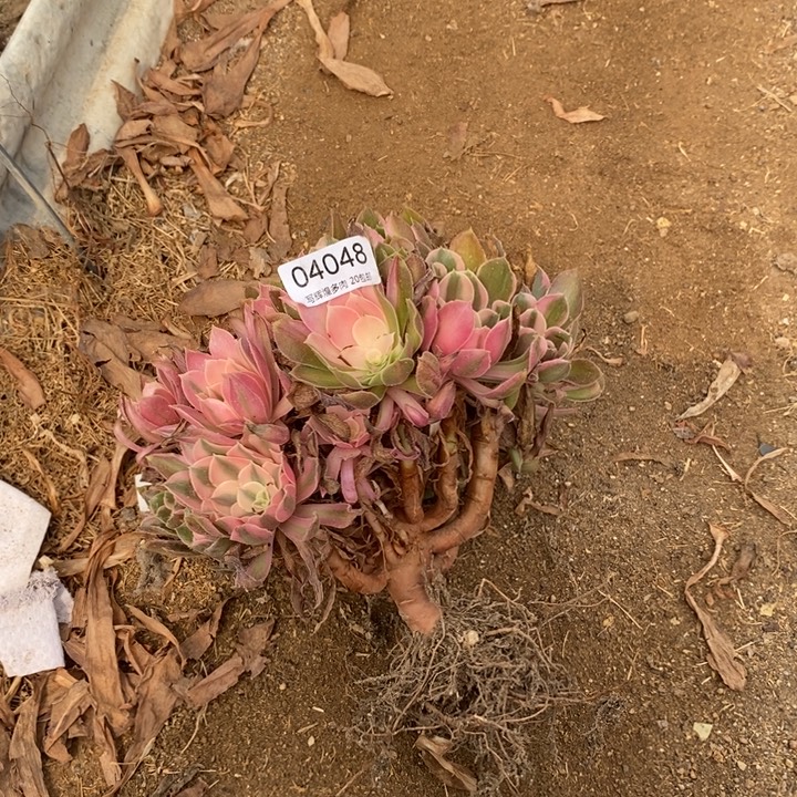 04048男神多肉植物