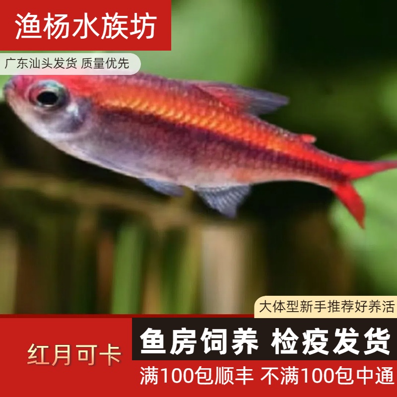 【渔扬水族】红月可卡观赏鱼鱼缸热带耐活淡水耐活观赏鱼耐活小型