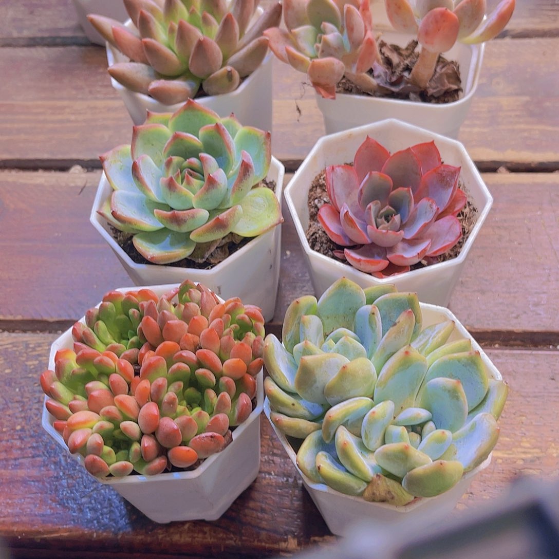 五彩缤纷。 颜色好看