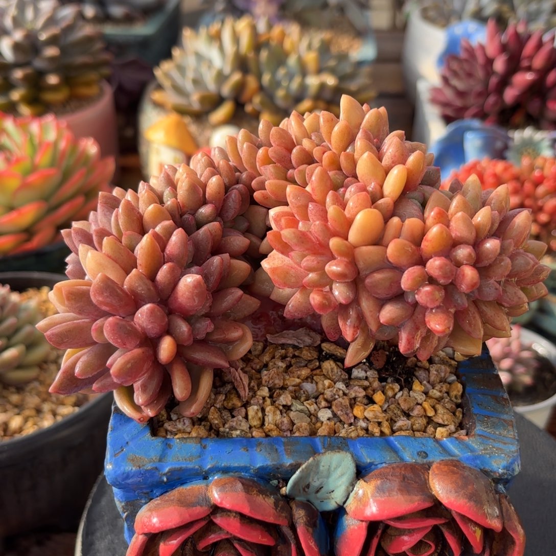 桃花源Jbjjjjjjjjjjjhhhjjjjjjjjjjj