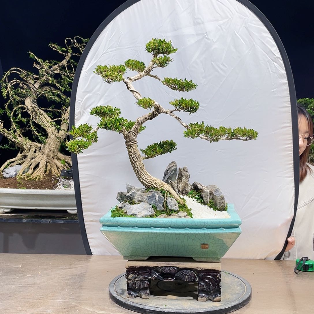 完全开放黄杨盆景四季常青