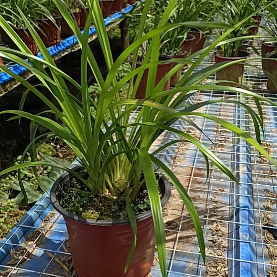 完全开放现在没花种植后可开花