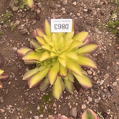 863韶华多肉法师锦