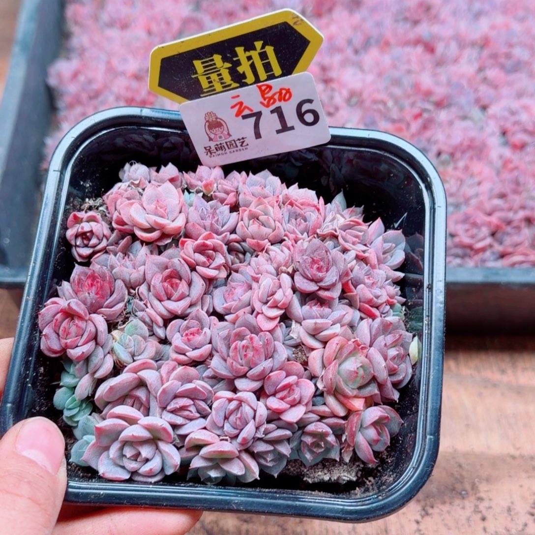 多肉植物多肉植物