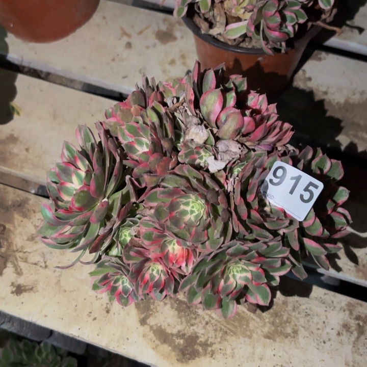 915玉芙蓉多肉植物不售后