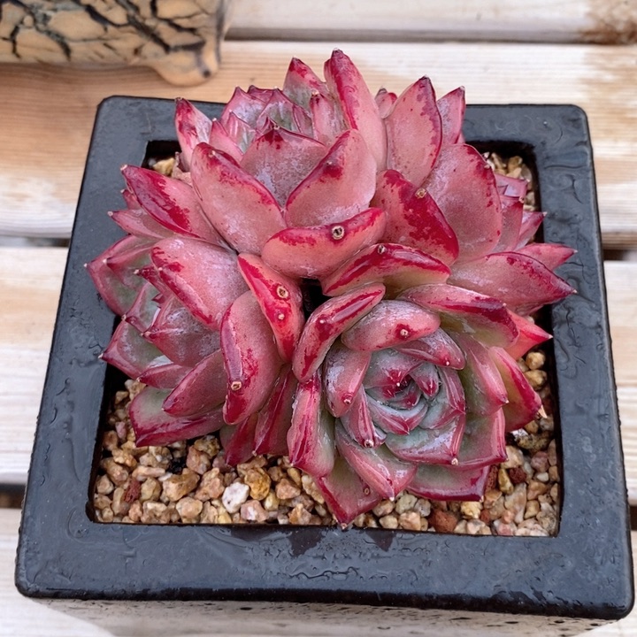 拉糖 韩货精品2233