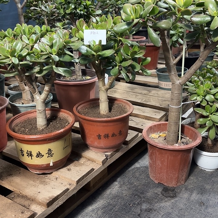 封***…当前无花栽培后可以开花130