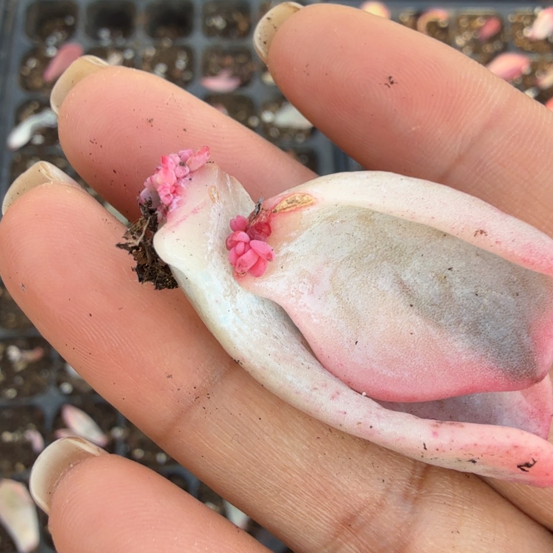 美尻锦 一组叶片的锦