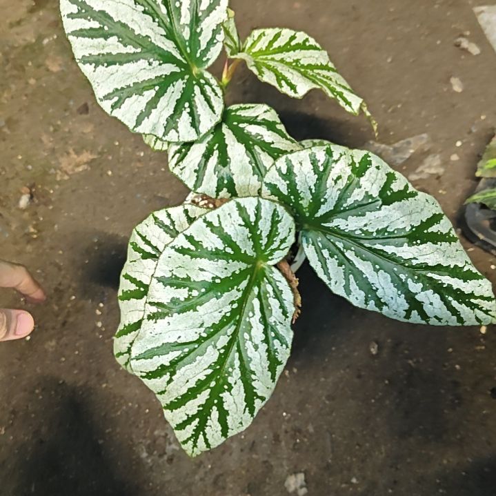 不知道是什么名字的秋海棠一物一拍