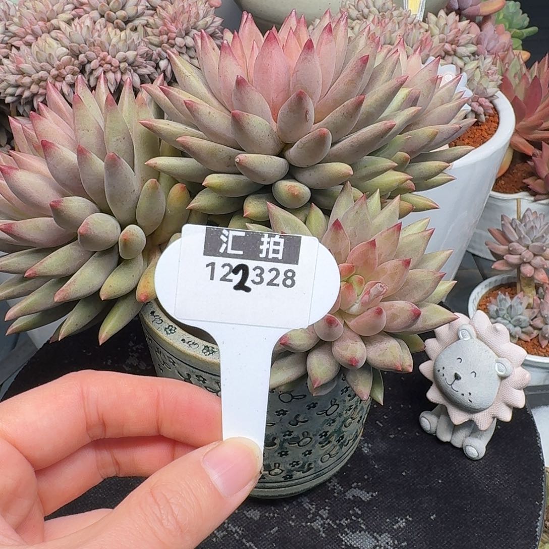 精品多肉植物122328