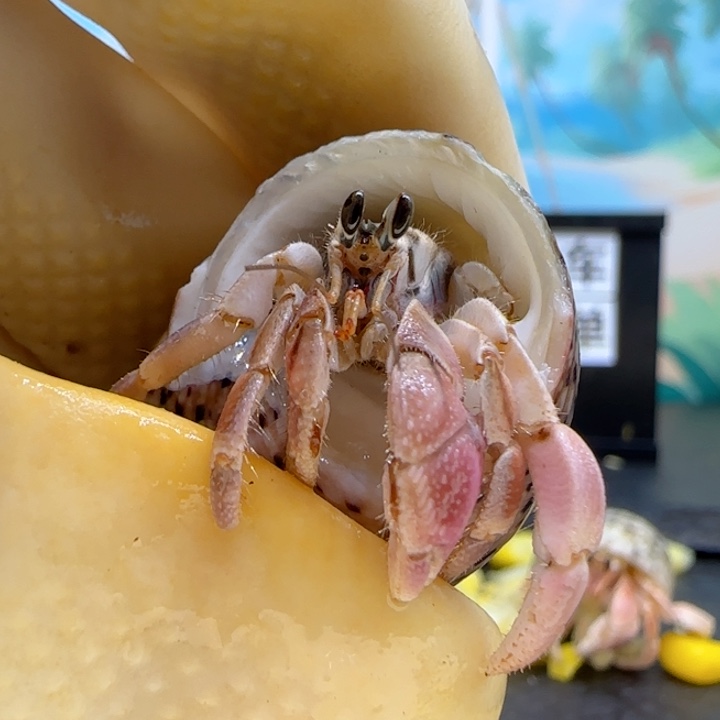 A66粉紫 西沙1.2cm口径