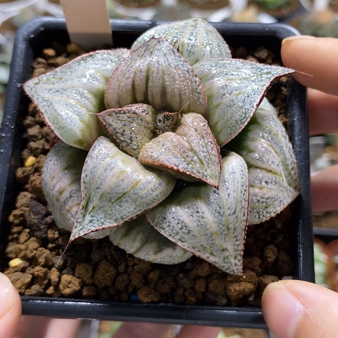 104泰姬陵哈哈哈哈哈哈