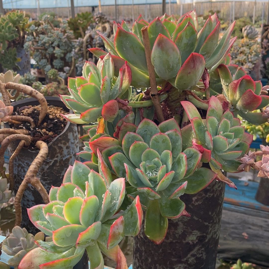 露养老桩绮罗仙子裸肉