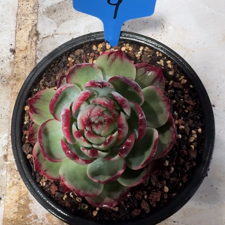 程***程9号惊鸿仙子红红火火